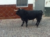 toro3veo120113